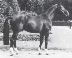 stallion Discont (Westphalian, 1970, from Dirigent)