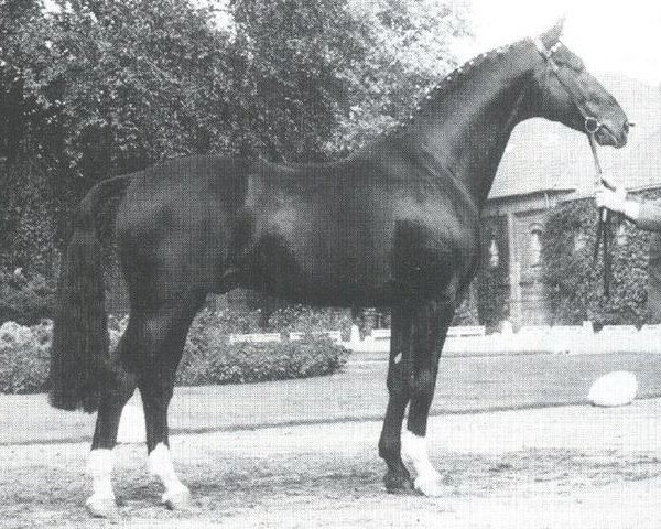 stallion Disco-Star (Westphalian, 1977, from Discont)