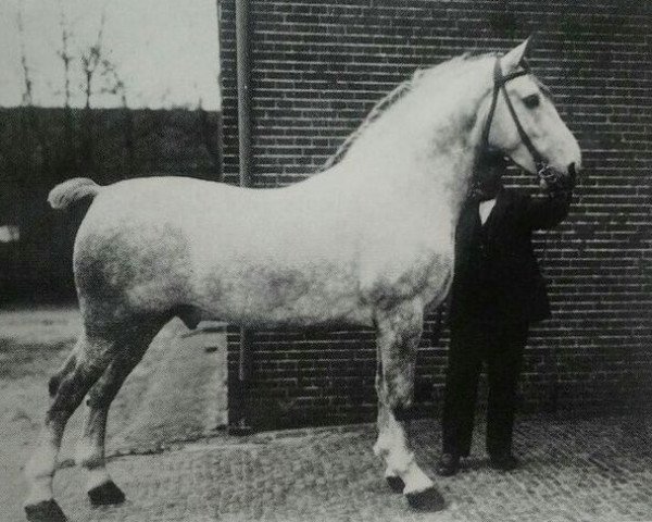 stallion Tello (Alt-Oldenburger / Ostfriesen, 1903, from Thor OF 1080)