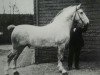 stallion Tello (Alt-Oldenburger / Ostfriesen, 1903, from Thor OF 1080)