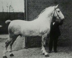 Deckhengst Tello (Alt-Oldenburger / Ostfriesen, 1903, von Thor OF 1080)