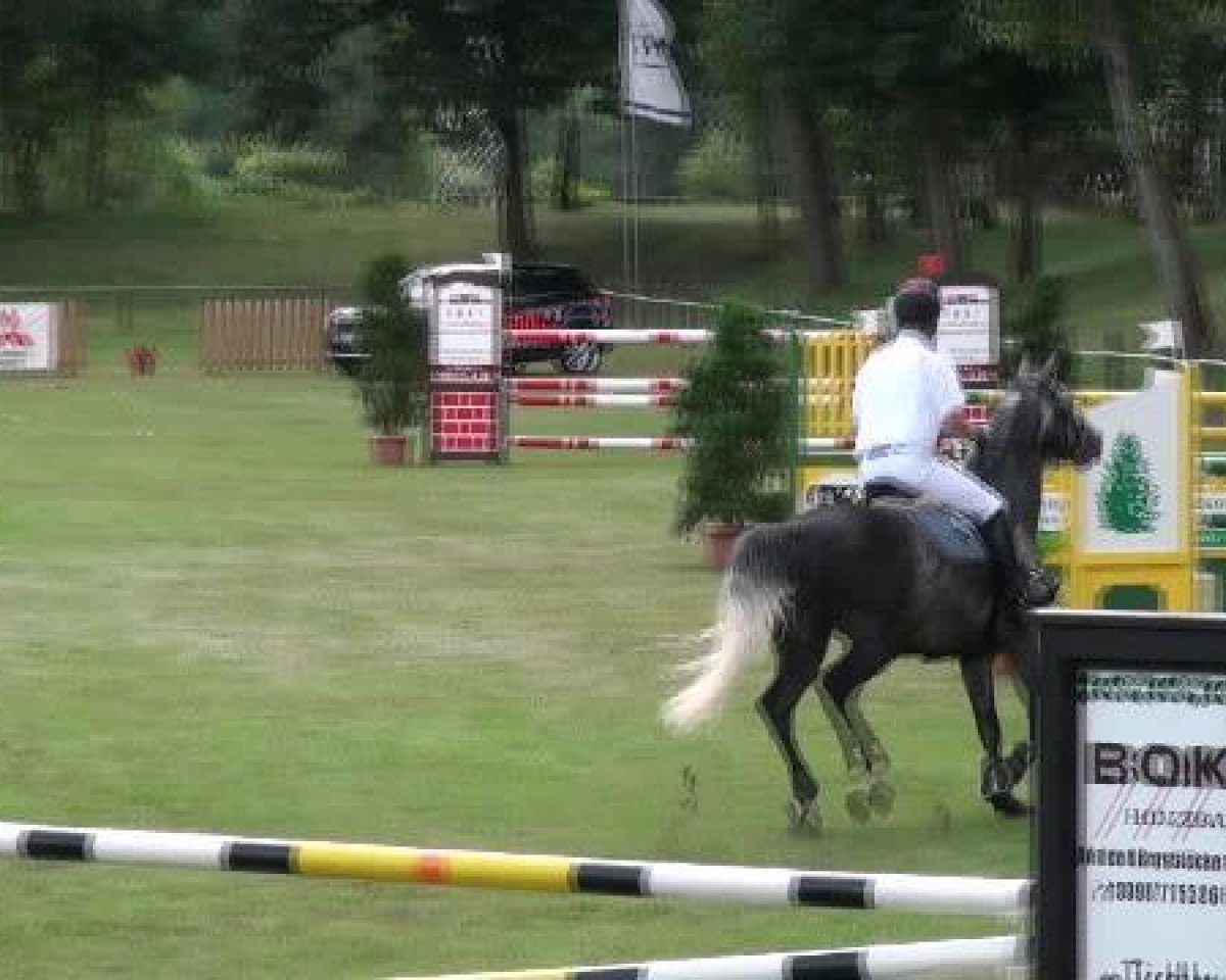 Springpferd Lewy (Deutsches Sportpferd, 2005, von Livello)