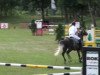 jumper Lewy (German Sport Horse, 2005, from Livello)