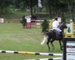 jumper Lewy (German Sport Horse, 2005, from Livello)