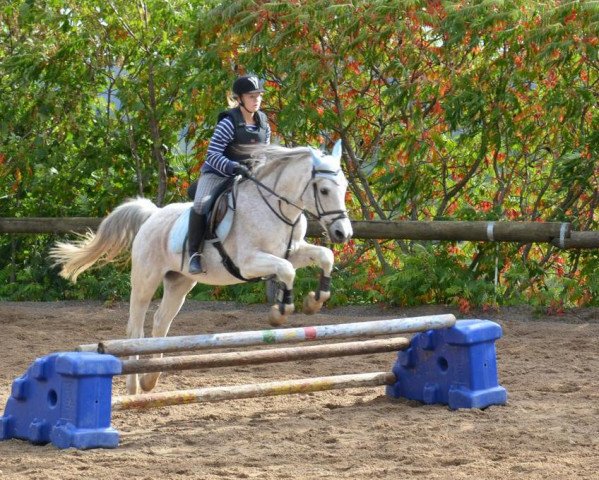 horse Nasir F (Shagya Arabian, 1989, from Nasrallah)