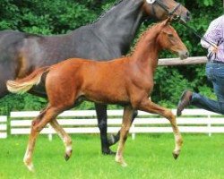 dressage horse Blumenball (Oldenburg, 2012, from Bretton Woods)