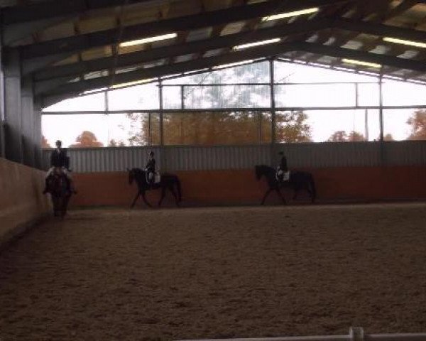 dressage horse Ruby Tuesday 74 (Hanoverian, 2006, from Rotspon)