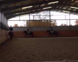 dressage horse Ruby Tuesday 74 (Hanoverian, 2006, from Rotspon)