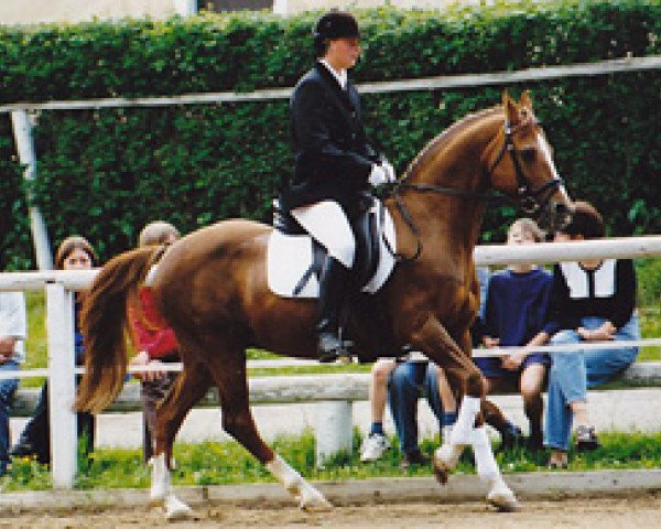 stallion Vento (German Riding Pony, 1979, from Valentino)