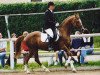 stallion Vento (German Riding Pony, 1979, from Valentino)