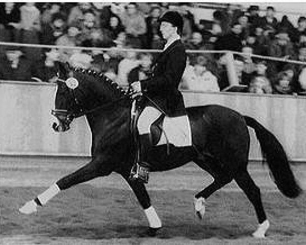 stallion Negro (German Riding Pony, 1980, from Nantano)