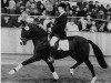 stallion Negro (German Riding Pony, 1980, from Nantano)