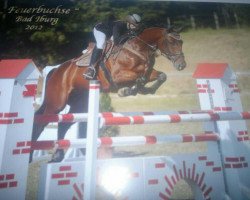 jumper Feuerbuchse (German Warmblood, 2006, from Hamar)