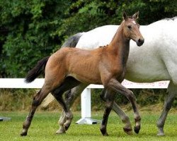 dressage horse Alissima (Bavarian, 2012, from Belissimo NRW)