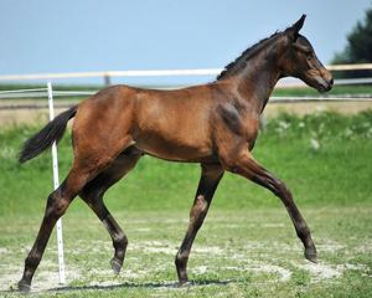 dressage horse Saint Tropez (Bavarian, 2012, from Swarovski)