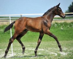 dressage horse Saint Tropez (Bavarian, 2012, from Swarovski)