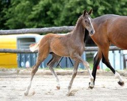 broodmare Ravenna (Bavarian, 2012, from Apache)