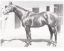 stallion Taipan xx (Thoroughbred, 1963, from Bold Ruler xx)