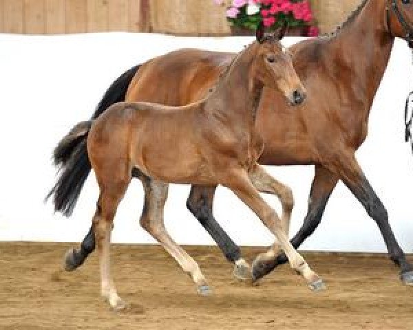 Springpferd Cascaval (Bayer, 2012, von Tannenhof's Chacco Chacco)