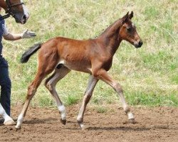 dressage horse Dubrovnik (Bavarian, 2012, from Decurio 3)