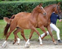 dressage horse Denver (Bavarian, 2012, from Disco-Boy)