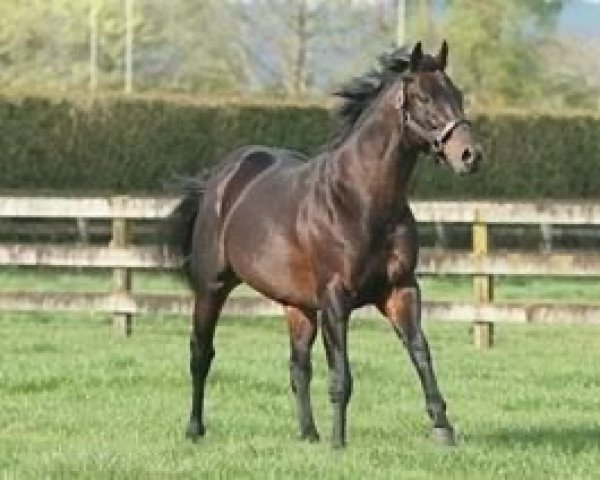 stallion Black Minnaloushe xx (Thoroughbred, 1998, from Storm Cat xx)