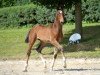 dressage horse Damaskus (Bavarian, 2012, from Disco-Boy)