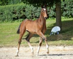 dressage horse Damaskus (Bavarian, 2012, from Disco-Boy)