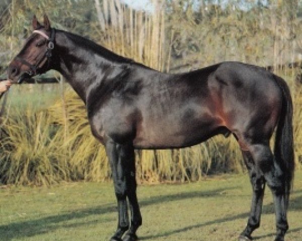 stallion Crested Wave xx (Thoroughbred, 1976, from Crozier xx)