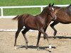 dressage horse Django 416 (German Riding Pony, 2012, from Diors Daikiri)