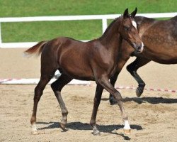 dressage horse Django 416 (German Riding Pony, 2012, from Diors Daikiri)