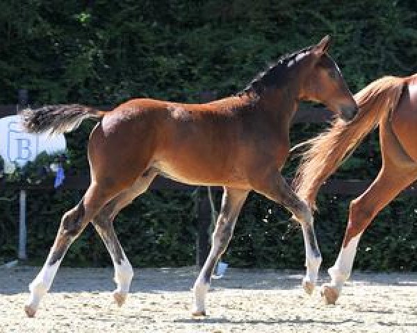dressage horse Buenos Aires (Bavarian, 2012, from Benetton Dream FRH 1301)