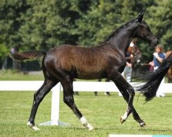 dressage horse Gran Paradiso (Bavarian, 2012, from Malibu 131)