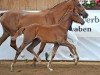 stallion Arezzo (Bavarian, 2012, from AL Cantaro E)