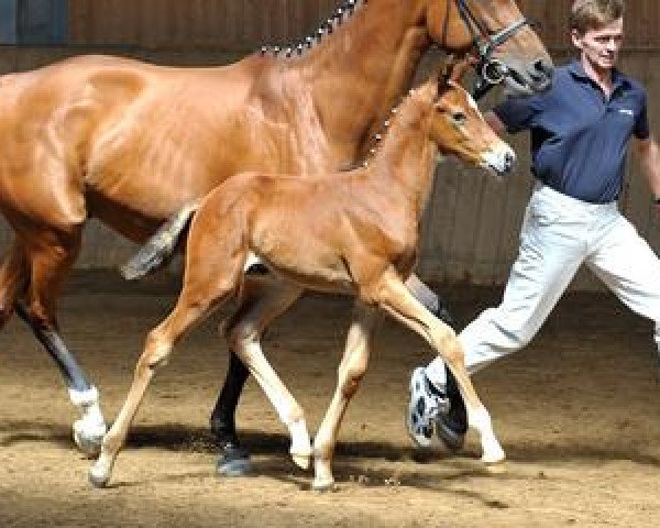 Dressurpferd Justyboy S (Bayer, 2012, von Just Perfect)