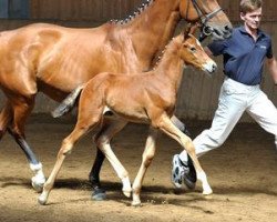 Pferd Justyboy S (Bayer, 2012, von Just Perfect)