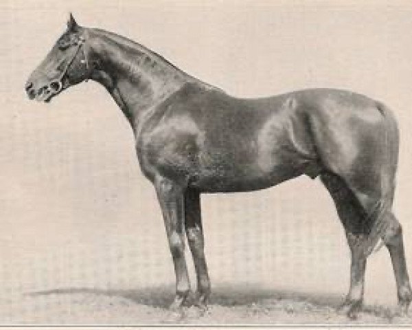 stallion Runway xx (Thoroughbred, 1940, from Fairway xx)