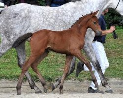 dressage horse Roxana di Sera (Bavarian, 2012, from Supreme)