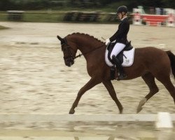 dressage horse Delaney 12 (Oldenburg, 2017, from Don Deluxe)