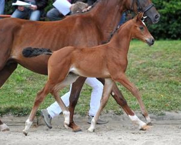 dressage horse Wagga Wagga (Bavarian, 2012, from Un Amore)