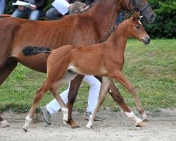 dressage horse Wagga Wagga (Bavarian, 2012, from Un Amore)