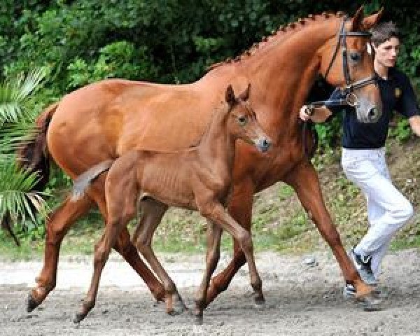 Springpferd Cor Laboom (Bayer, 2012, von Cinjo de F)