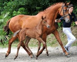 jumper Cor Laboom (Bavarian, 2012, from Cinjo de F)