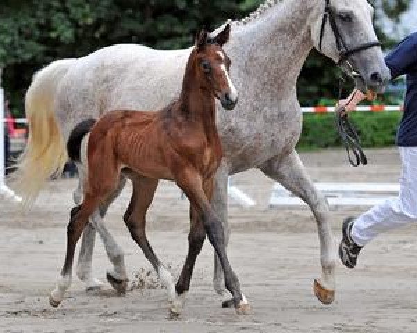 jumper Chur (Bavarian, 2012, from Cinjo de F)