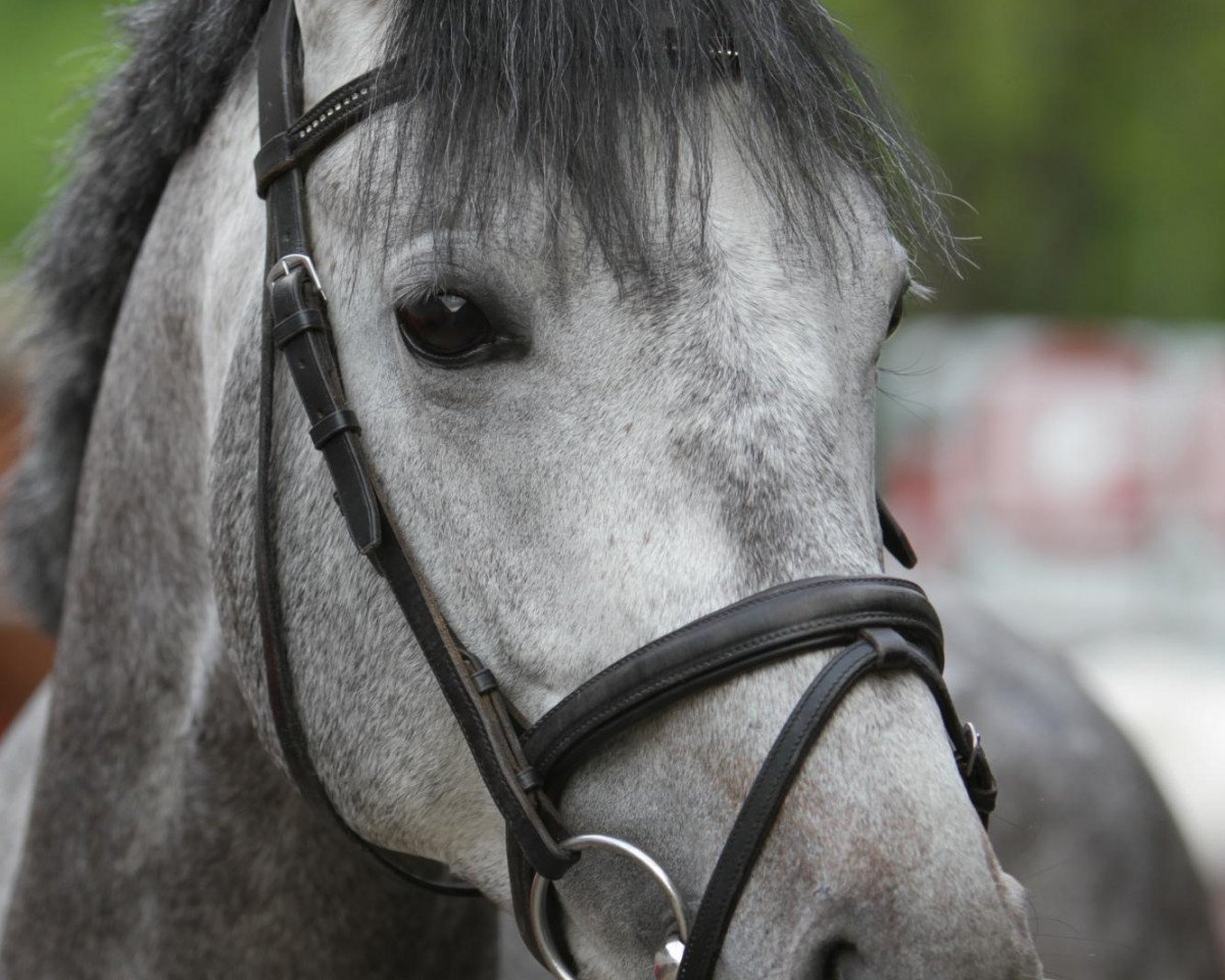 Deckhengst Belami (Trakehner, 2005, von Schoenbrunn)