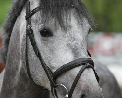 stallion Belami (Trakehner, 2005, from Schoenbrunn)