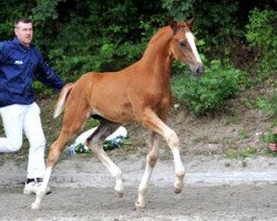 jumper Sacramento (Bavarian, 2012, from Sir Donnerhall I)