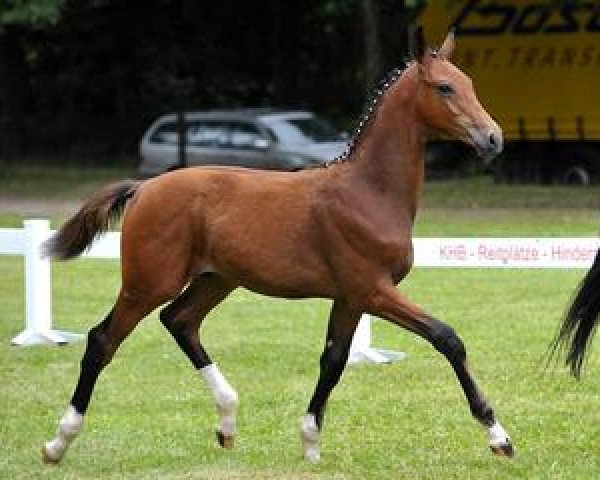 stallion Zagreb (Bavarian, 2012, from Zonik)