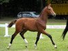 stallion Zagreb (Bavarian, 2012, from Zonik)