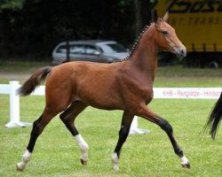 stallion Zagreb (Bavarian, 2012, from Zonik)